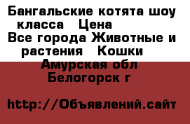 Бангальские котята шоу класса › Цена ­ 25 000 - Все города Животные и растения » Кошки   . Амурская обл.,Белогорск г.